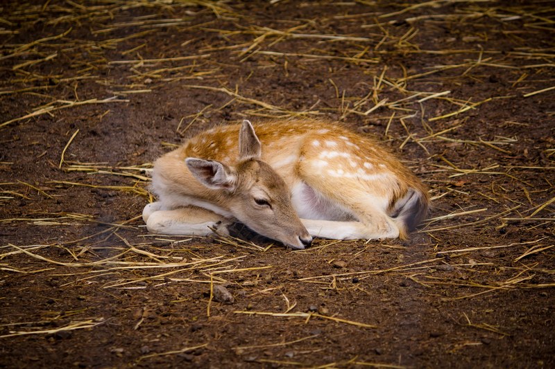deer fawn brown and sleepy 4k