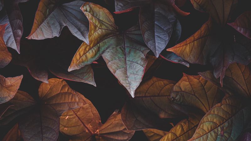 leaves, plant, cinnamon, 4k