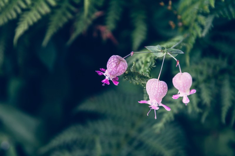 a close up of a bunch of pink bell shaped flowers over fern leaves, 3 4k