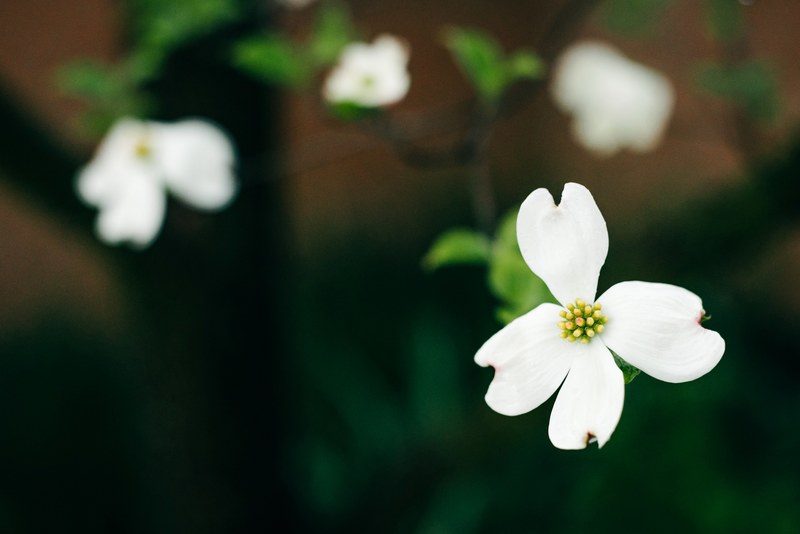 macro shot of white flower with green stem and leaves in spring, white four petalled flowers 4k