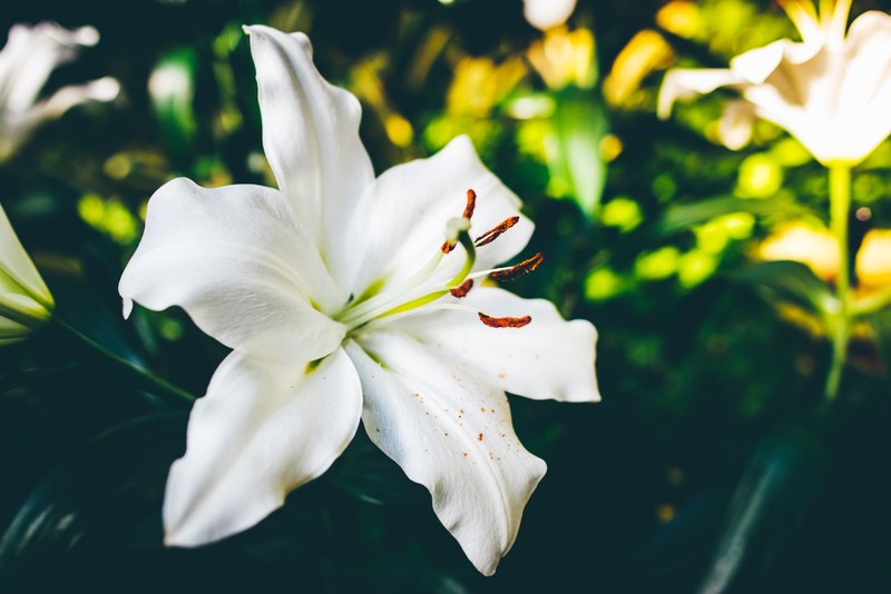 white lily blooms in a field blossoming flowers, white lily 4k