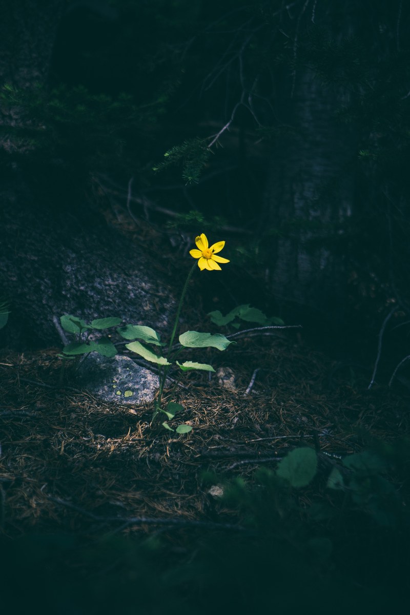 a single yellow flower in the shade of a tree in a forest, yellow forest flower 4k