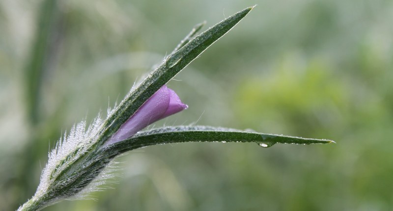 close up of an opening pink flower bud with its leaves covered in dewdrops, dew on a flower bud 4k