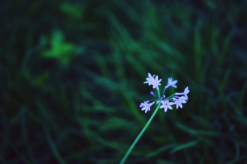 a fuzzy shot of tiny flowers at the top of a thin stem, flower 4k