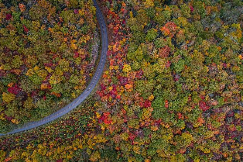 road track woodland and forest 4k
