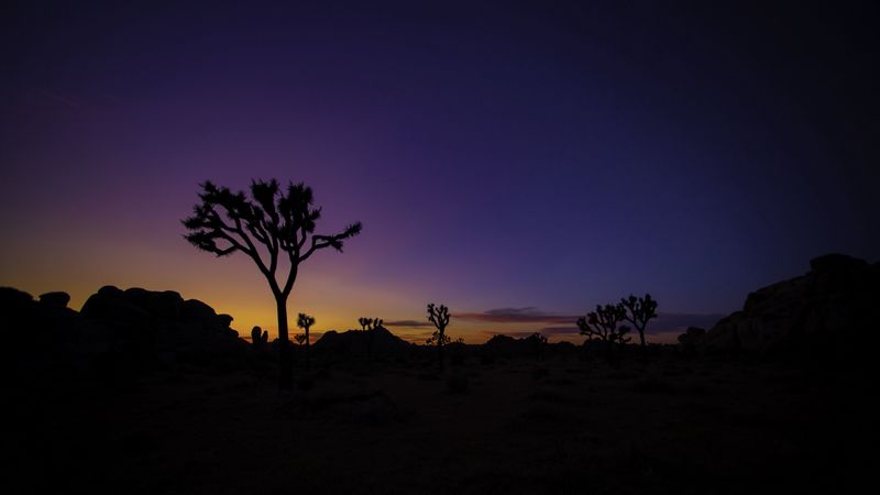 tree, silhouette, sunset, prairie, 4k