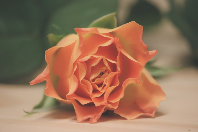 orange plant rose plant plant and orange 4k