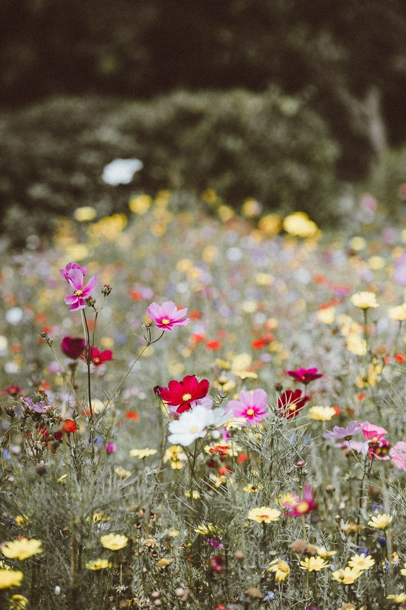 wildflowers at uppark house garden petersfield 4k
