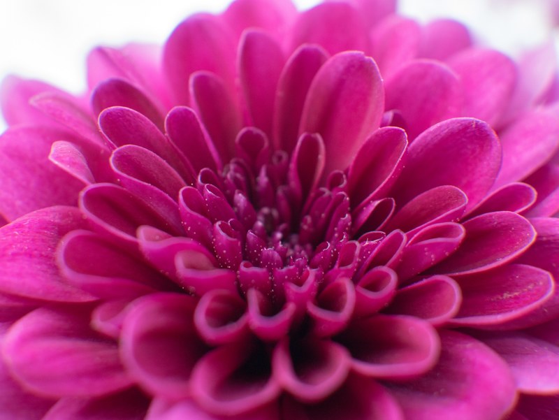 colour macro and flower 4k