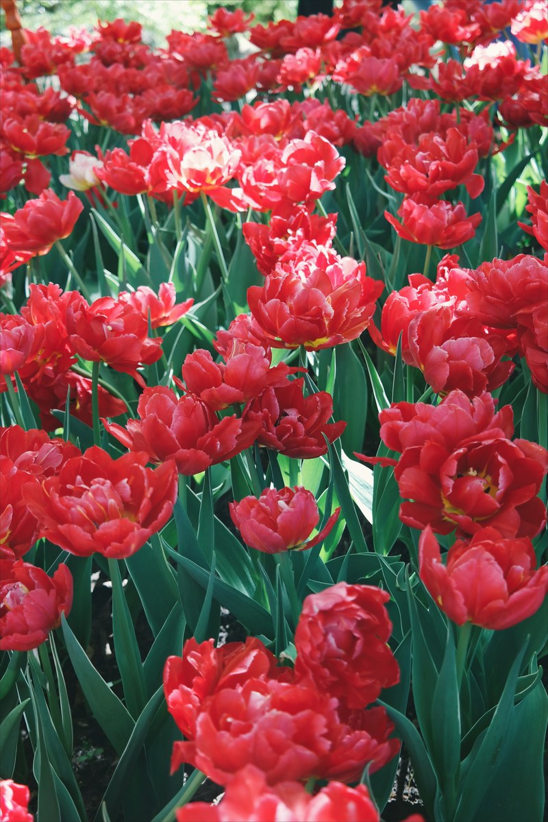 flower blooming flower pink tulip and outdoor hd, 4k