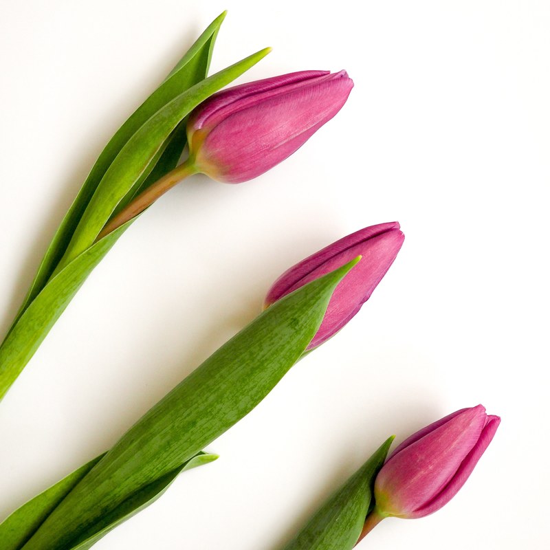 an overhead shot of three purple tulips on a white surface, purple tulips in flatlay 4k