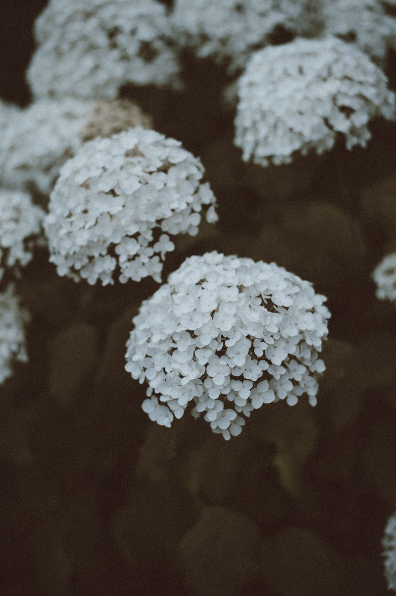 flower petals plant and white hd, 4k