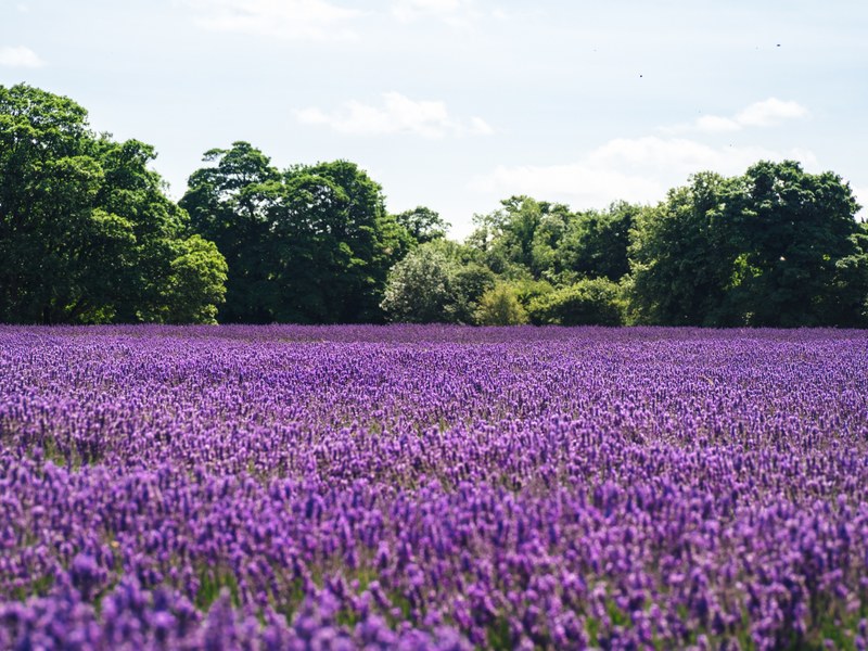 flower lavender purple and field 4k