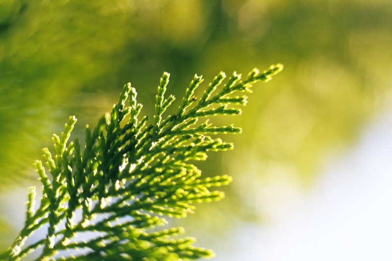 a macro shot of a green branchlet of an evergreen tree, green conifer branch in macro 4k