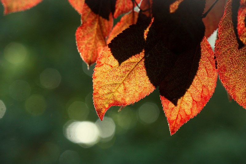 september smooth light 4k