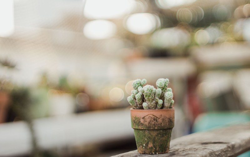 potted plant cactus cacti and plant 4k