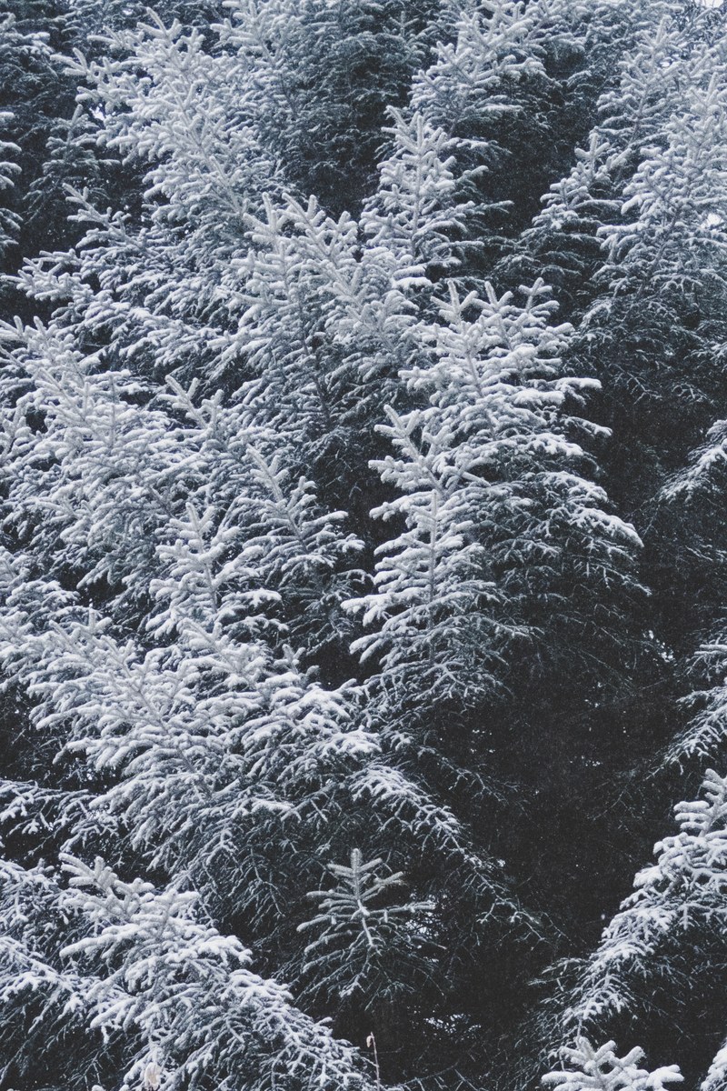 tree woodland forest and snow hd, 4k