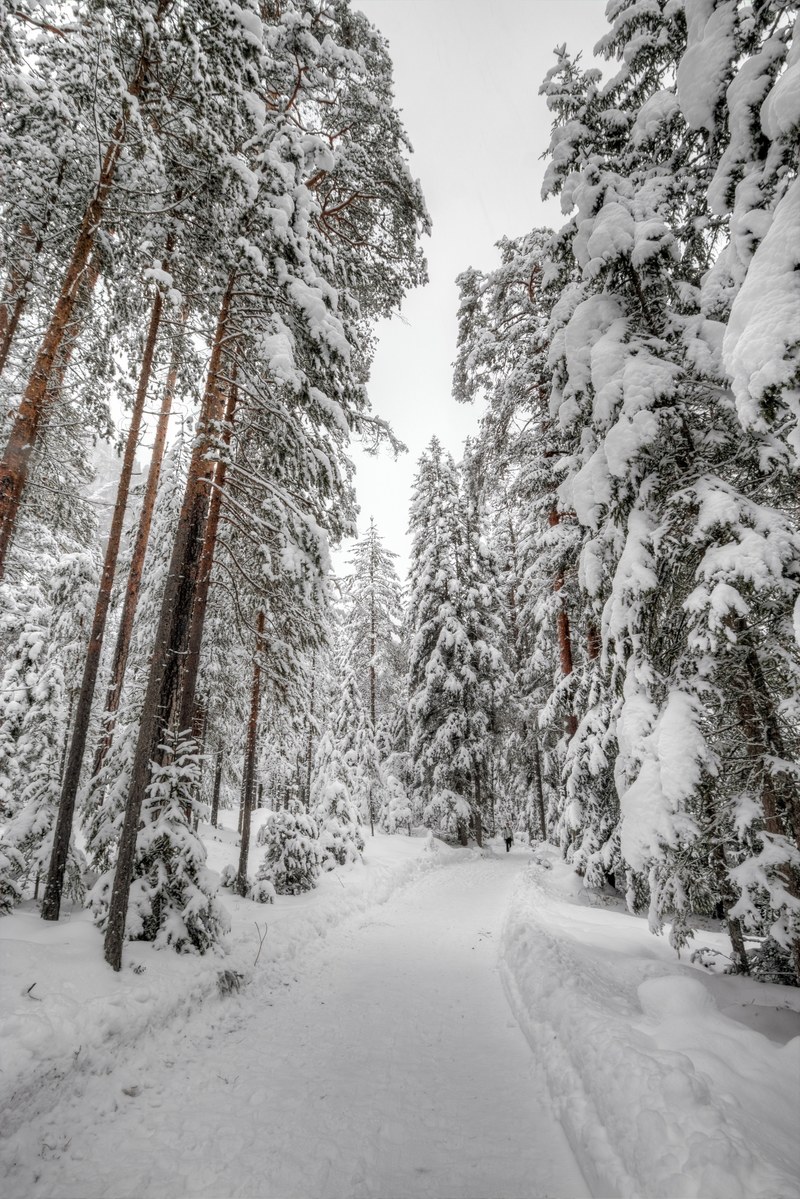 tree woodland forest and snow hd, 4k