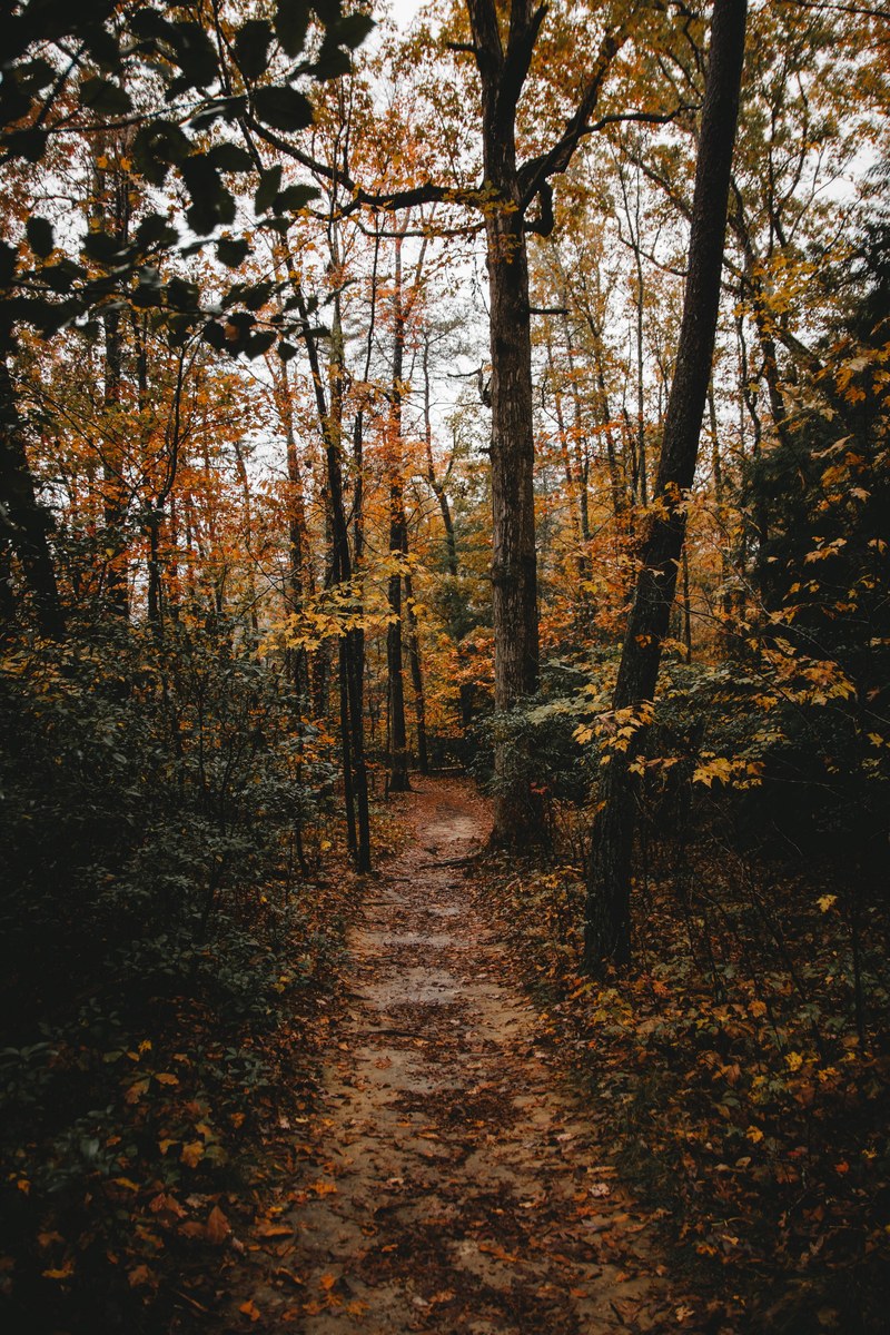 tree woodland forest and path hd, 4k