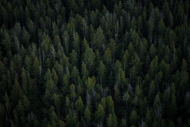 over the forests of vancouver island 4k