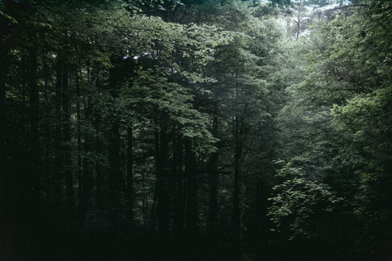 green nature outside and land 4k
