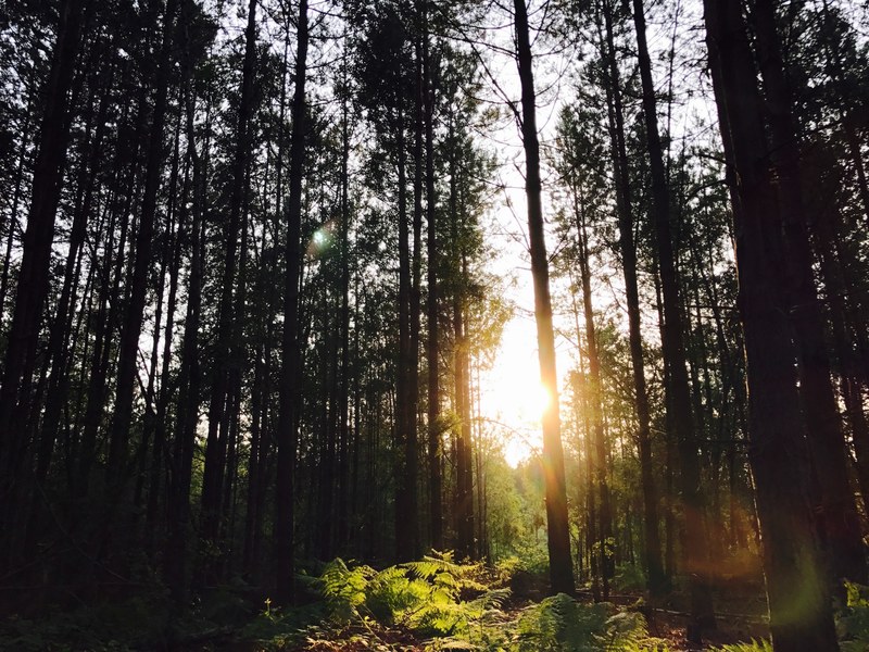 sunset tree and forest 4k