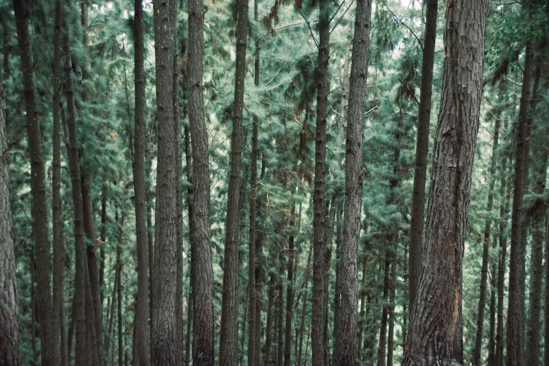tall pine tree trunks and green pine needles in a forest, thick pine forest 4k