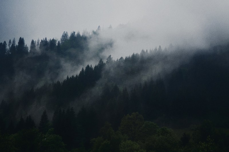 an evergreen forest under a dense fog and overcast sky, foggy woodlands 4k