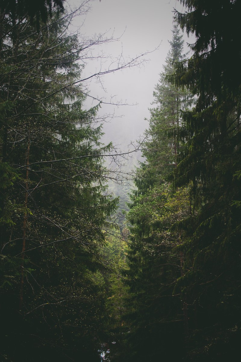 two rows of coniferous trees near belianska cave, two rows of conifer trees 4k