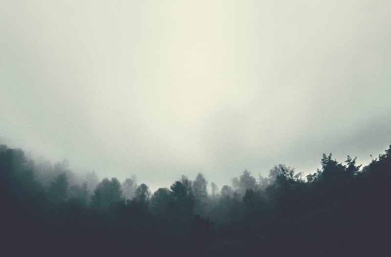 dense mist over the silhouette of a treeline in pergine valsugana, misty treeline 4k