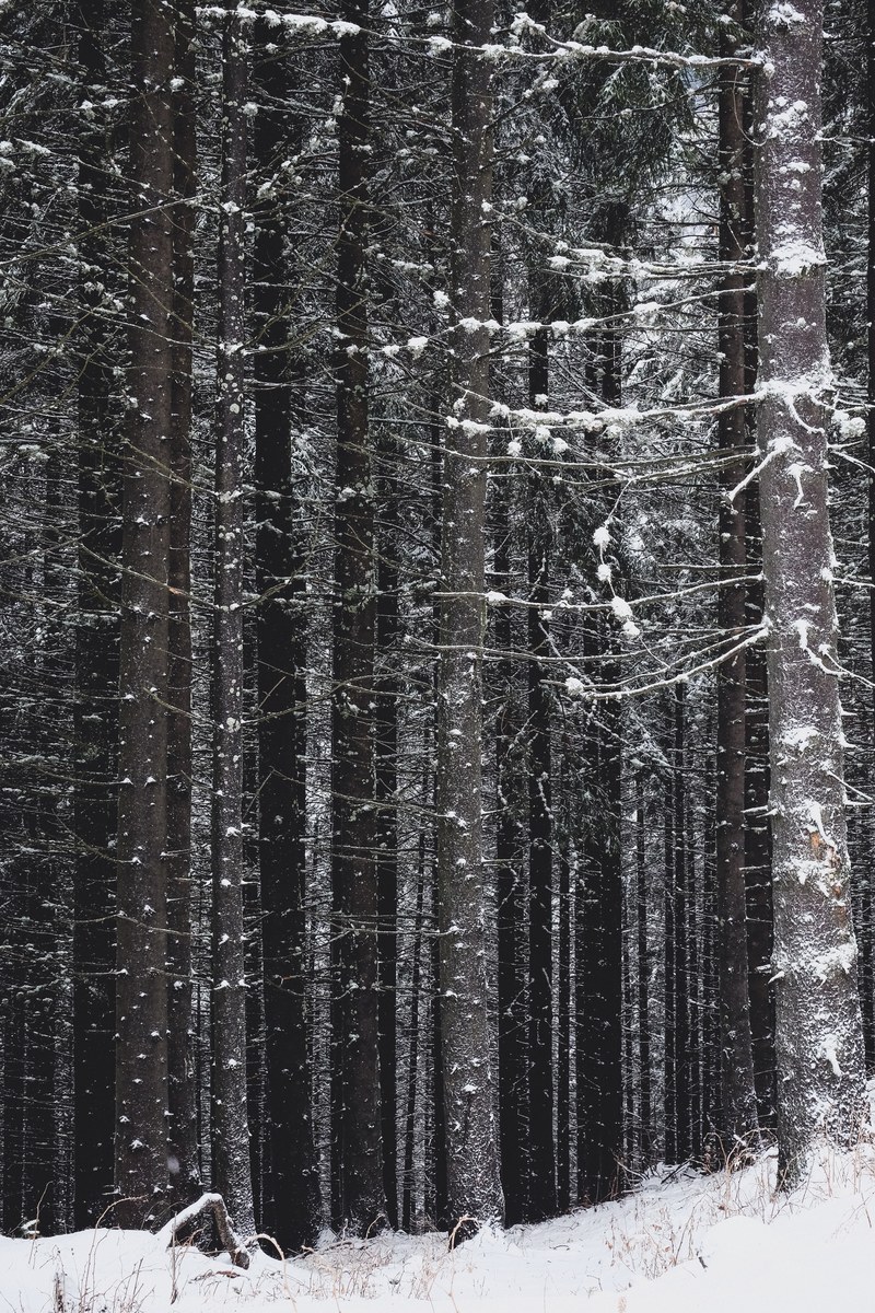tall trees covered in snow on a windy winter days in new york texas, snow in the shady forest 4k