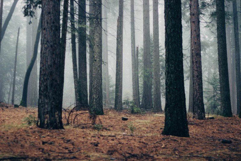 forest tree trunk fog and tree 4k