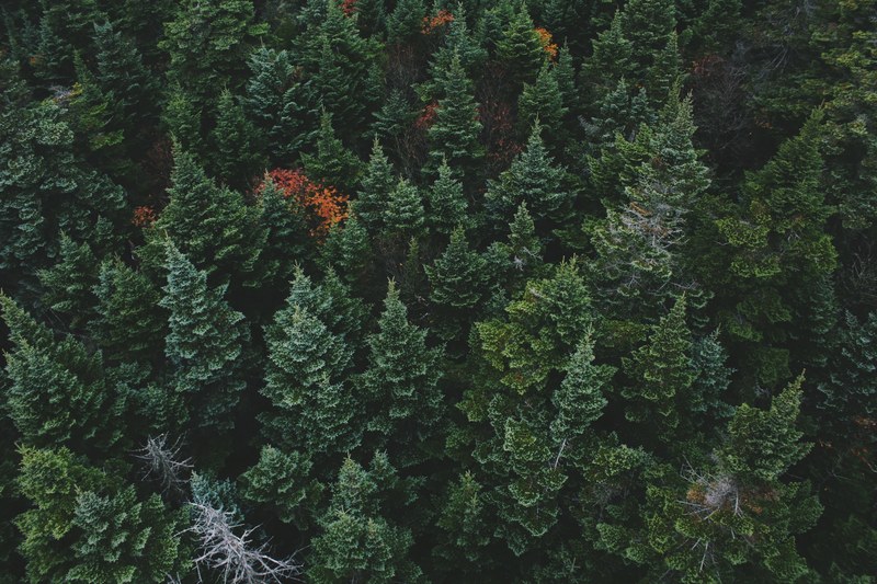a drone shot of the treetops in a coniferous forest, evergreen treetops from above 4k