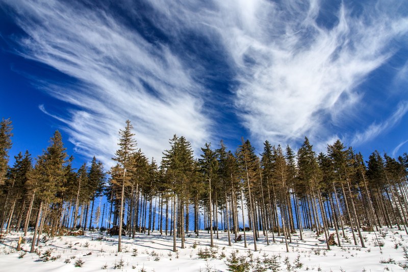 a treeline photo capturing a clear treed forest with snow covered grounds on a cloudy day, young pine wood 4k