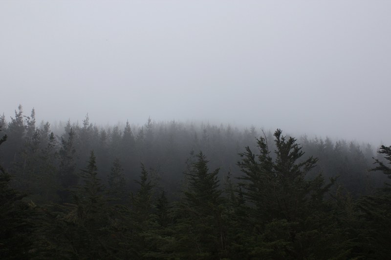a coniferous forest shrouded in a thick gray mist, bleak tree line in gray mist 4k