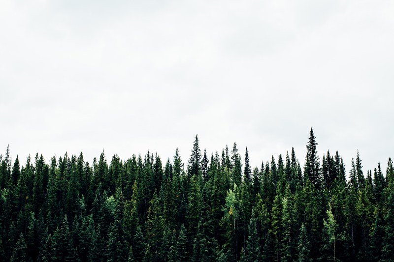 canadian treeline 4k