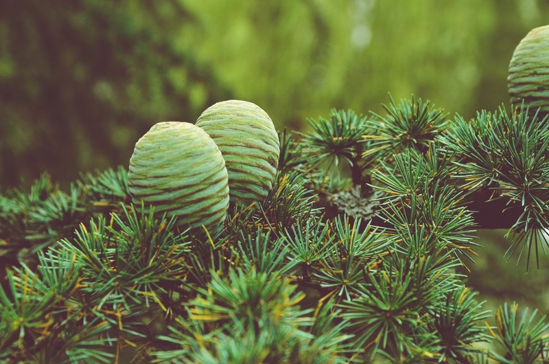 pinecone pine needle pine and fir 4k