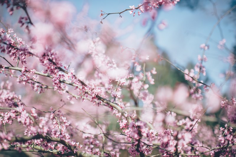 branches with pink cherry blossom close up with blue sky background in spring, branches close blossom 4k
