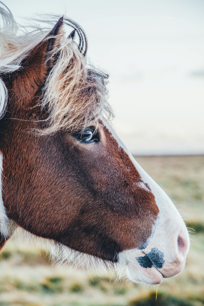 close up of the side of a brown horse with a white marking on its head, brown and white horse head 4k