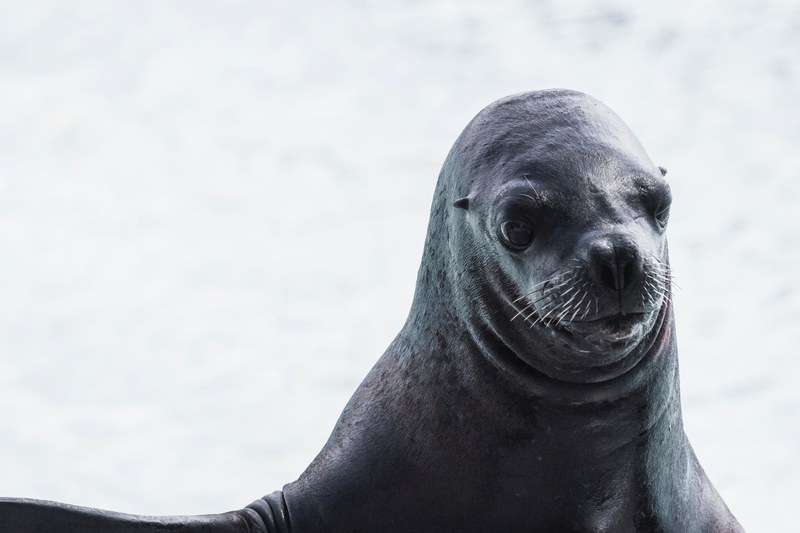 seal animal water animal and sealion 4k
