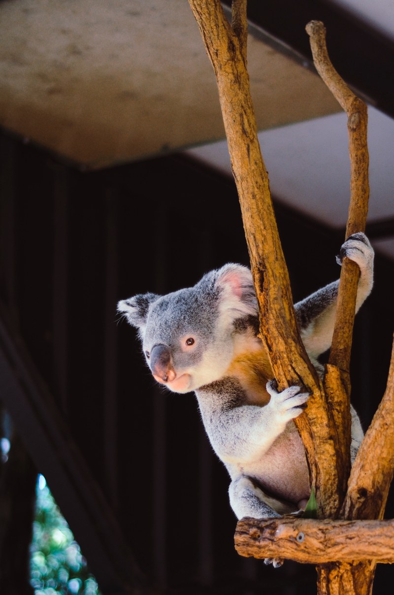 cute koala climbing a tree structure in a zoo, cute koala 4k