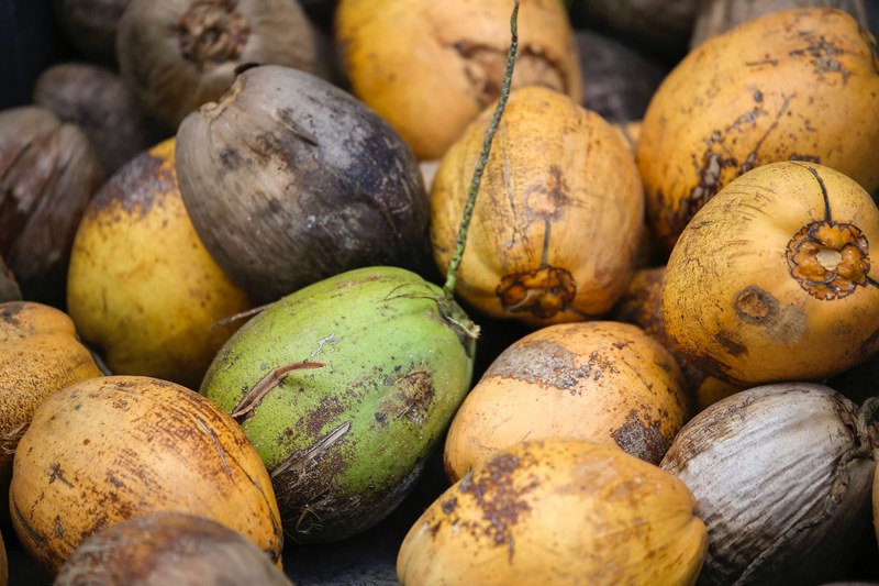 coconuts in a pile, coconuts 4k