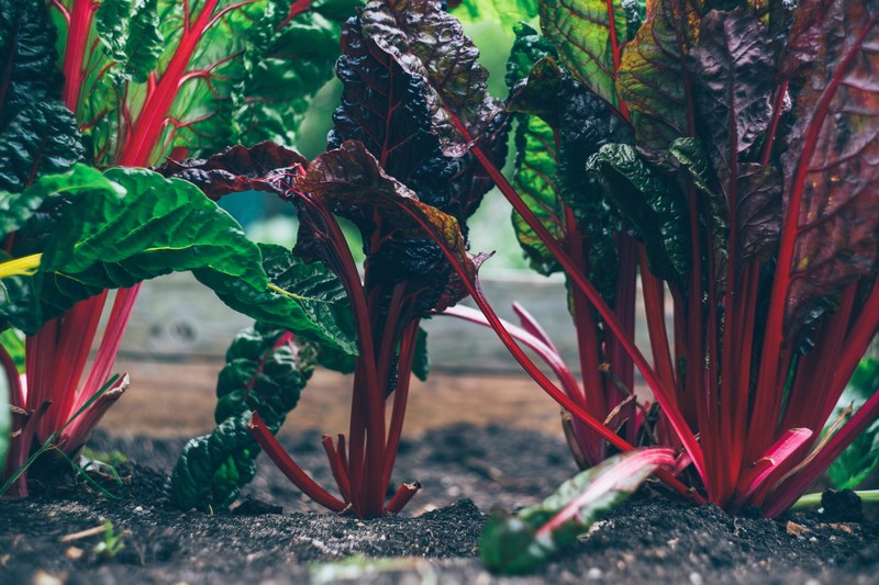 gardening food vegetable and garden 4k