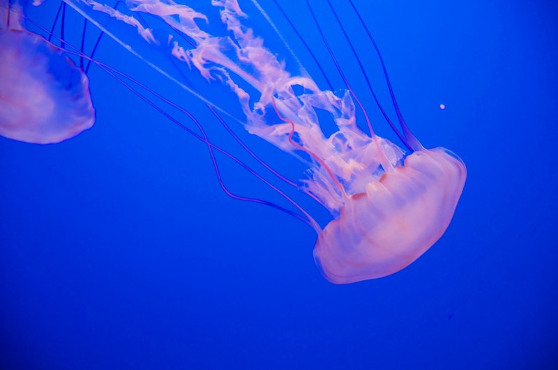 jellyfish underwater ocean and sea creature 4k