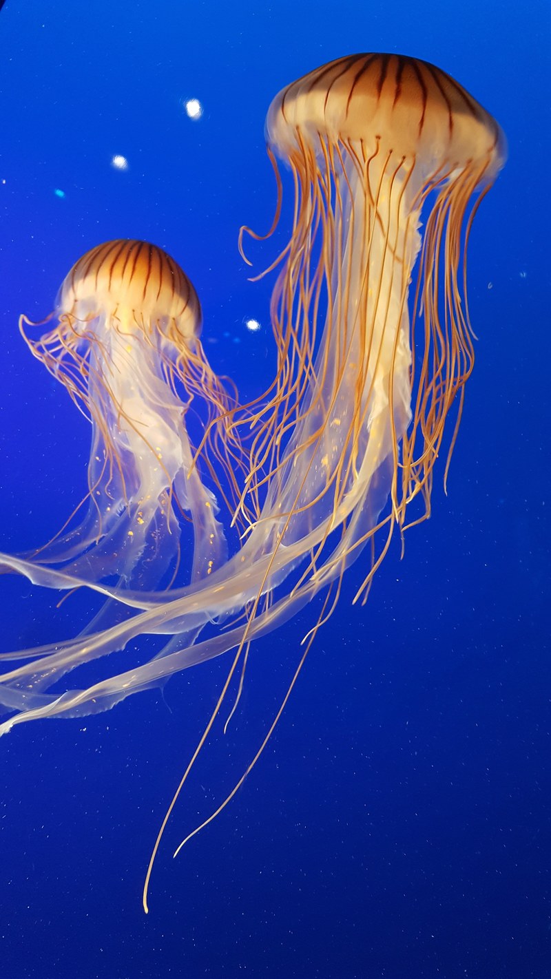 jellyfish underwater yellow and blue hd, 4k
