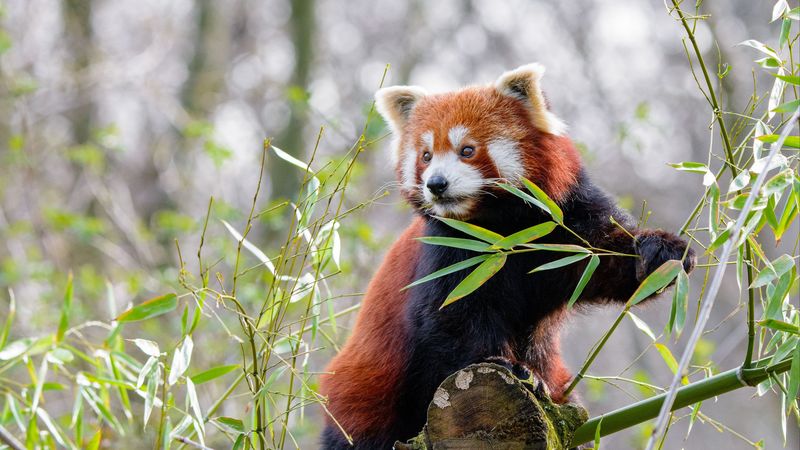 red panda, animal, cute, 4k