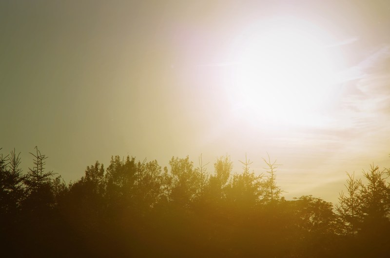 bright sky over silhouettes of trees in fitch bay, bright sky over trees 4k