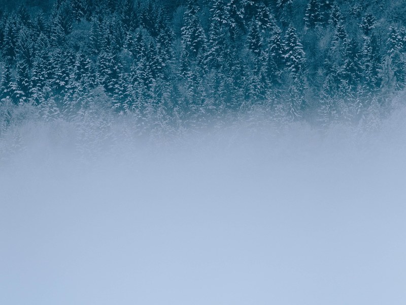 heavy fog partly obscuring a snowy forest, trees amp fog 4k