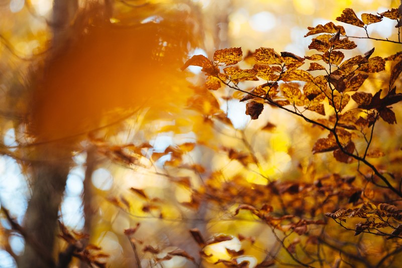 sun shines over autumn leaves on trees in the forest, trees in fall 4k