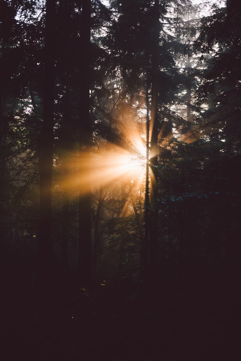 sunrays breaking through the branches in a coniferous forest, sunlight between branches 4k